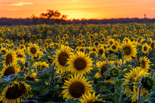 wsch&oacute;d słońca, zach&oacute;d słońca, sunrise, sunset, pola, wieś, cuntry, słoneczniki, polska
