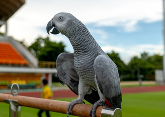 African Grey Parrot