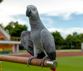 Fototapeta premium African Grey Parrot