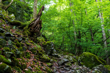 Fototapeta premium 緑生い茂る山道