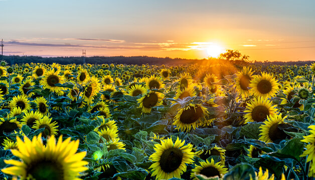 wschód słońca, zachód słońca, sunrise, sunset, pola, wieś, cuntry, słoneczniki, polska © Daniel Folek