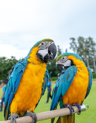Fototapeta na wymiar Macaw/makaw parrot