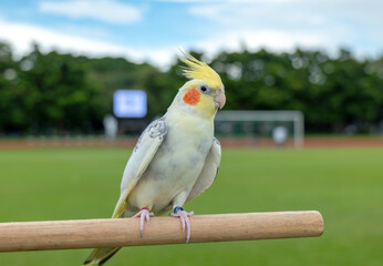 Cockatiel Yellow parrot