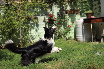 border collie dog jumping, running and playin in the yard