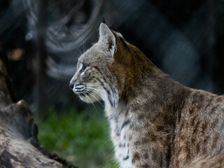 Bobcat looking into the distance