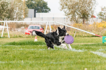 Dog catching flying disk in jump, pet playing outdoors in a park. sporting event, achievement in...