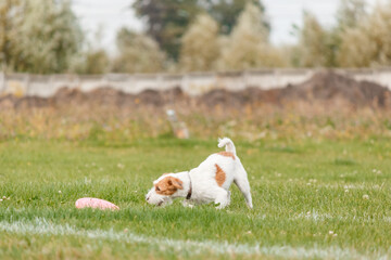 Dog catching flying disk in jump, pet playing outdoors in a park. sporting event, achievement in...