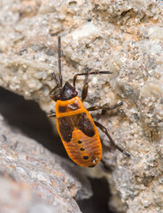Nymph of Pyrrhocoris apterus walking on a rock on a sunny day