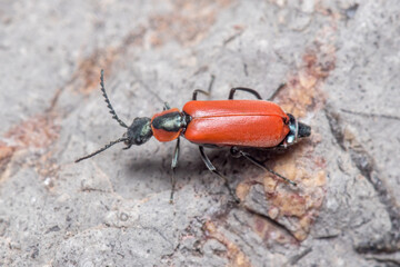 Red Anthocomus rufus beetle walking on a wall under the sun