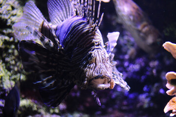 Scorpionfish in water