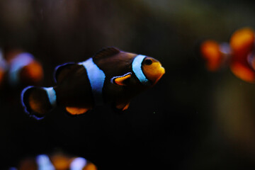 clown fish in aquarium