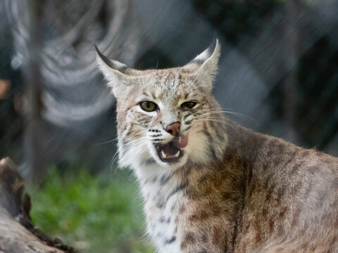 Bobcat Animal Images – Browse 28,637 Stock Photos, Vectors, and Video | Adobe Stock Bobcat Animal Images – Browse 28,637 Stock Photos, Vectors, and Video | Adobe Stock
