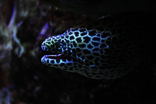 Moray eel in water