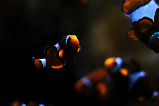 クマノミ亜科 の画像 36 730 件の Stock 写真 ベクターおよびビデオ Adobe Stock