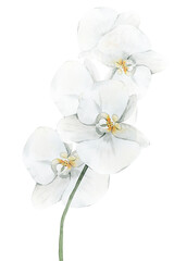 Fototapeta na wymiar Watercolour orchid flower. Watercolor illustration for wedding invitation.