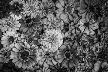 Black and white background of many zinnia flower heads.