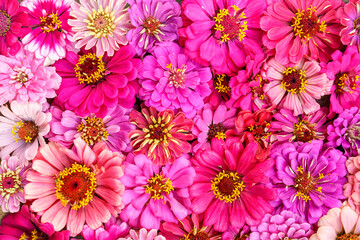 Background of many shades of pink zinnia flower heads.