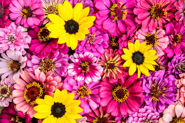 Background of many shades of pink zinnia flower heads and small yellow sunflower heads..