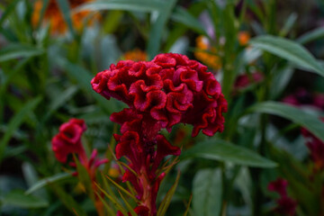 Bright red celosia flower growing in an outdoor garden space.
