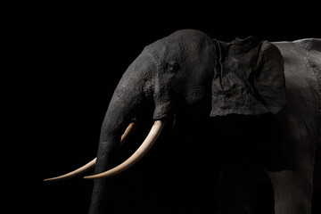 Portrait of an elephant on black background.