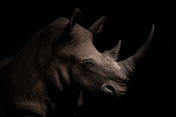 white rhino on black