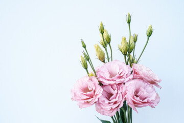 A handful of pink lisianthus flowers. Space for text. White background.