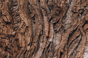 Abstract background bark of an old tree