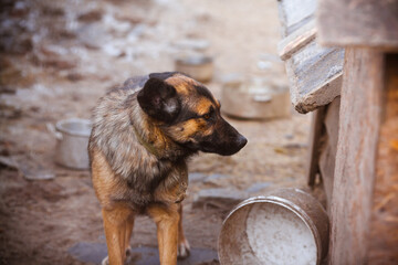 Unhappy stray mongrel dog next to an empty food bowl