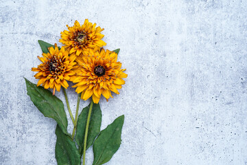 Fototapeta Flat lay image of a trio of rudbeckia flowers on a concrete background. Flowers are placed on the left allowing for space for text at the right. obraz