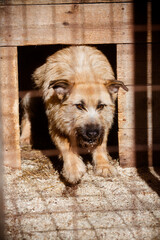 Sad dog in a cage behind bars in a dog shelter