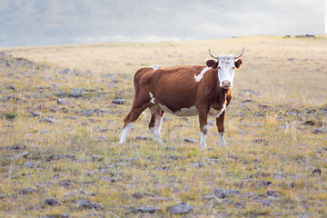 Portrait of horned red cow with white spots on stony poor pasture in mountains. Farming or Cattle...