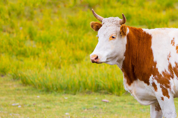 Portrait of red and white cow on a blurred green natural background. White cow with red spots. Cattle and farming concepts, copy space.