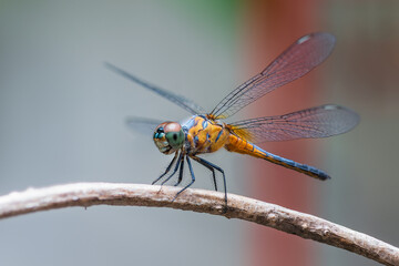 Blue Dasher or Brachydiplax chalybea, Yellow dragonfly perching on branch with beautiful background, Thailand.