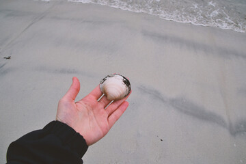 Shell