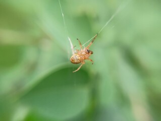 spider on a leaf
