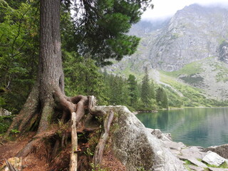 Huge pine near the mountain lake Morskie Oko in Poland - obrazy, fototapety, plakaty