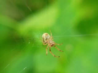 spider on a web