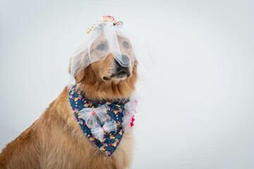 Closeup shot of an adorable golden retriever with decorations for a bride