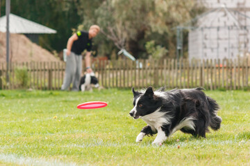 Dog catching flying disk in jump, pet playing outdoors in a park. sporting event, achievement in...