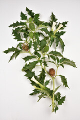 feuilles, fluers et fruits de Datura stramoine
