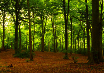 In Cranham Wood, Gloucestershire, UK