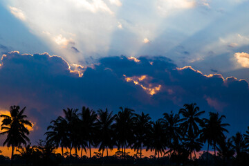 Coconut palms silhouette on paradise colorful sunset