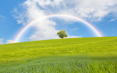 Naklejka premium Beautiful landscape with green grass field and lone tree in the background amazing rainbow