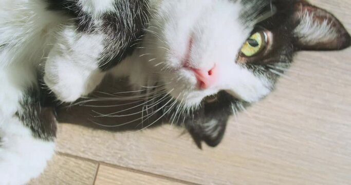 black and white cat lies on the floor, suddenly opens its eyes. Close-up of the muzzle, zoom out camera. Sunlight in the room. Relaxed cat.