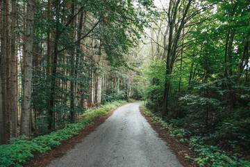 Beautiful road in the forest in the mountains. Landscape with road and nature.