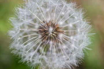 Foto auf Glas The head of common dandelion © versh