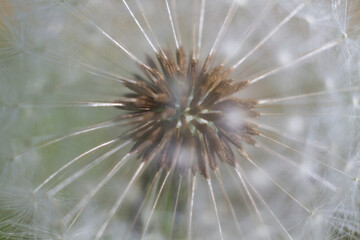 The head of common dandelion