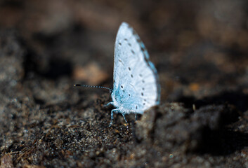 The common blue butterfly or European common blue butterfly with closed wings