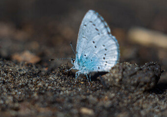 The common blue butterfly or European common blue butterfly with closed wings