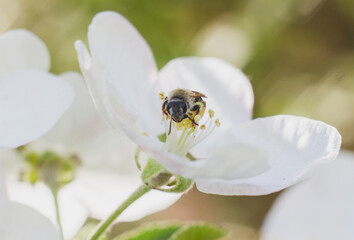 bee sitting on a white flower of blossoming tree